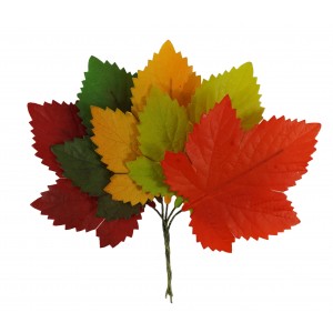 Weinlaub herbstlich bunt, mittel